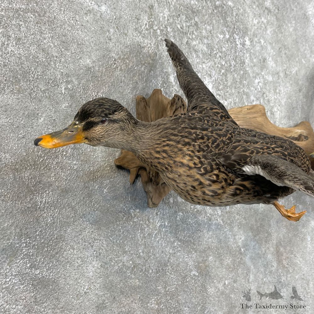 Mallard Drake and Hen Taxidermy Duck Mount For Sale #25759 - The Taxidermy Store