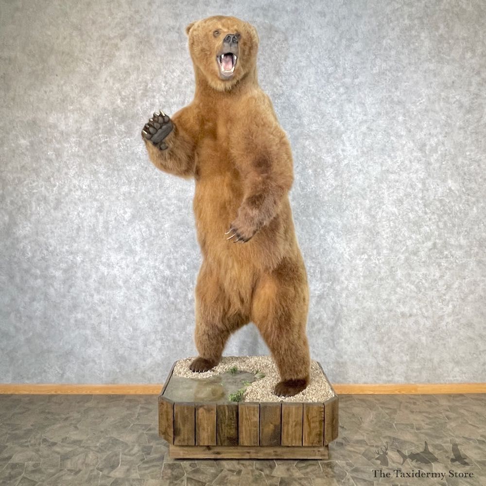 Russian Brown Bear Life Size Mount For Sale #26746 @ The Taxidermy Store