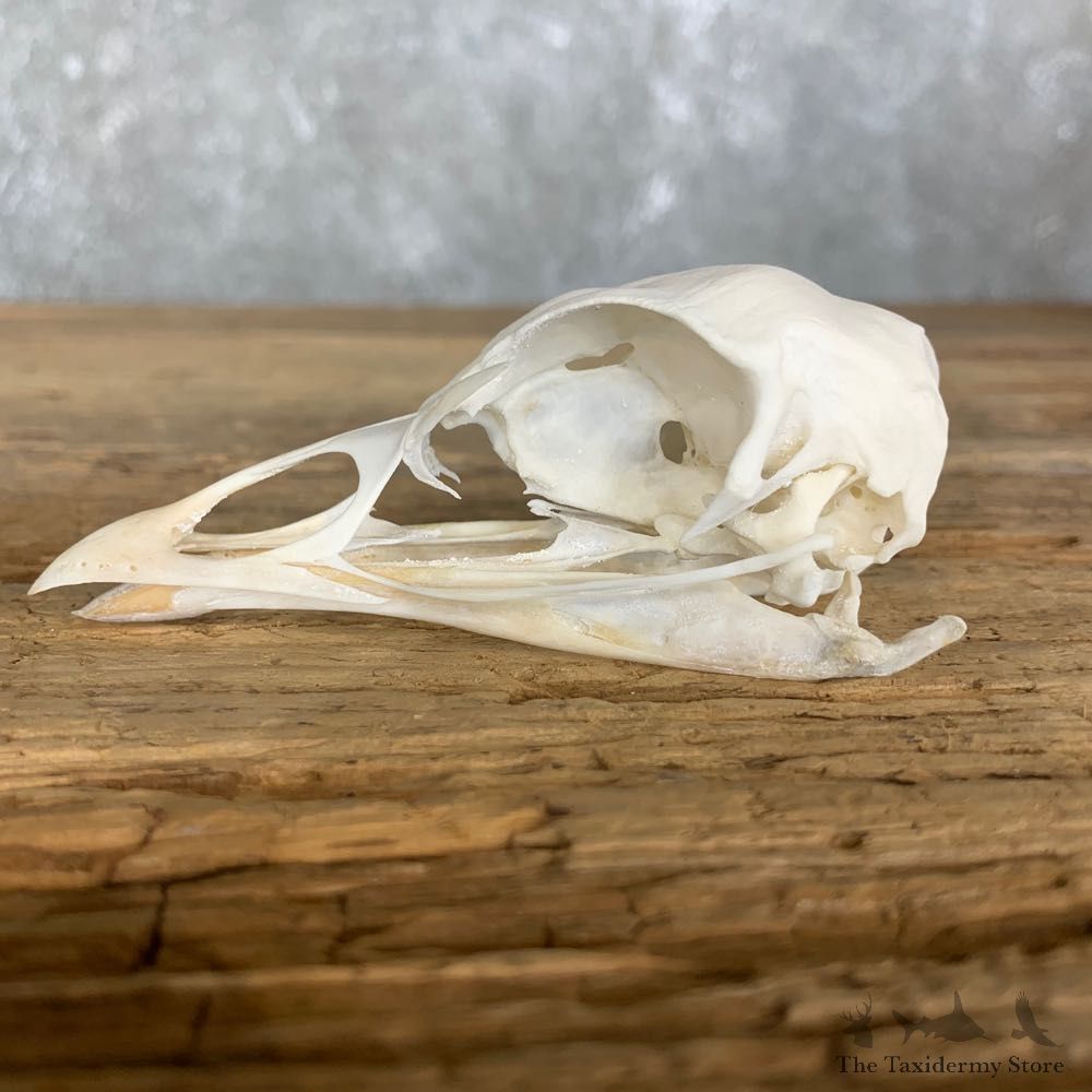 Turkey Bird Skull For Sale #22247 @ The Taxidermy Store