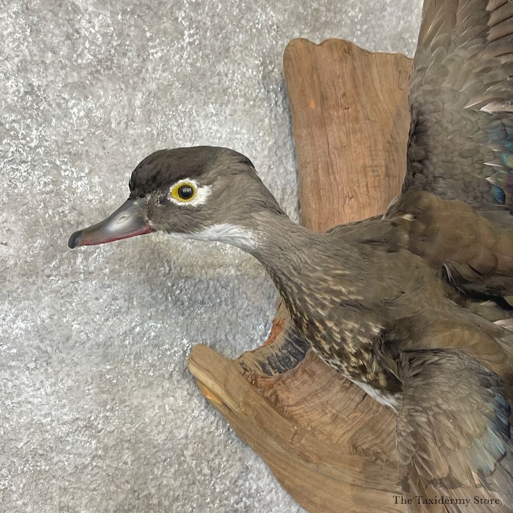 Wood Duck Hen Bird Mount For Sale #28473 @ The Taxidermy Store