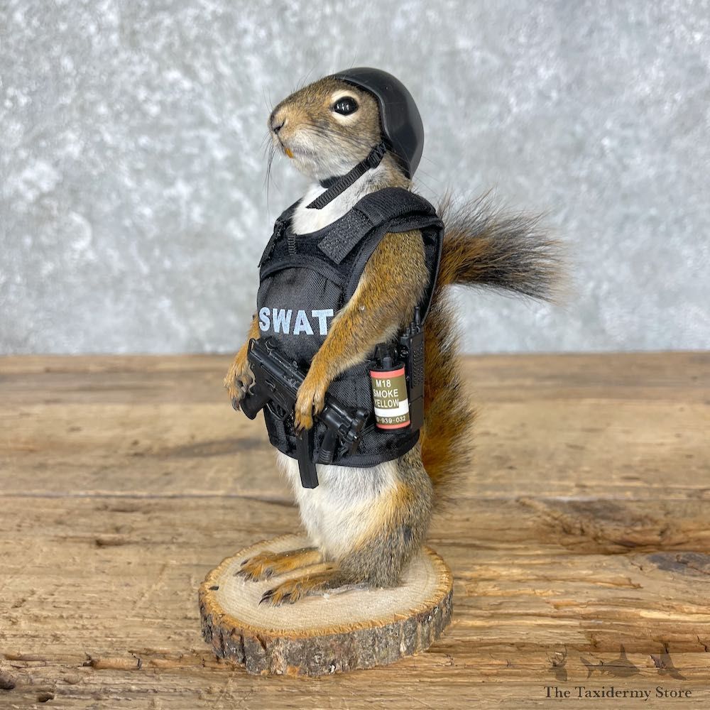 Tactical Squirrel Novelty Mount For Sale #26540 @ The Taxidermy Store