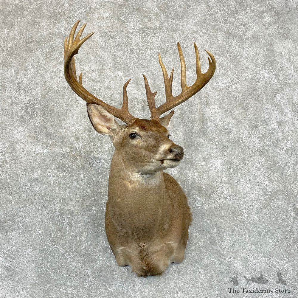 Whitetail Deer Shoulder Mount #24957 For Sale - The Taxidermy Store