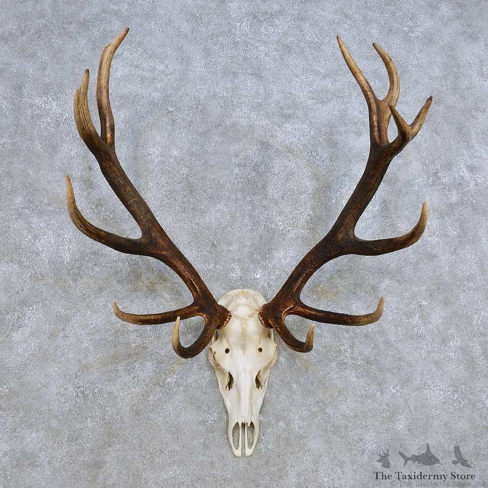 European Red Deer Skull Antler Mount For Sale #14426 @ The Taxidermy Store