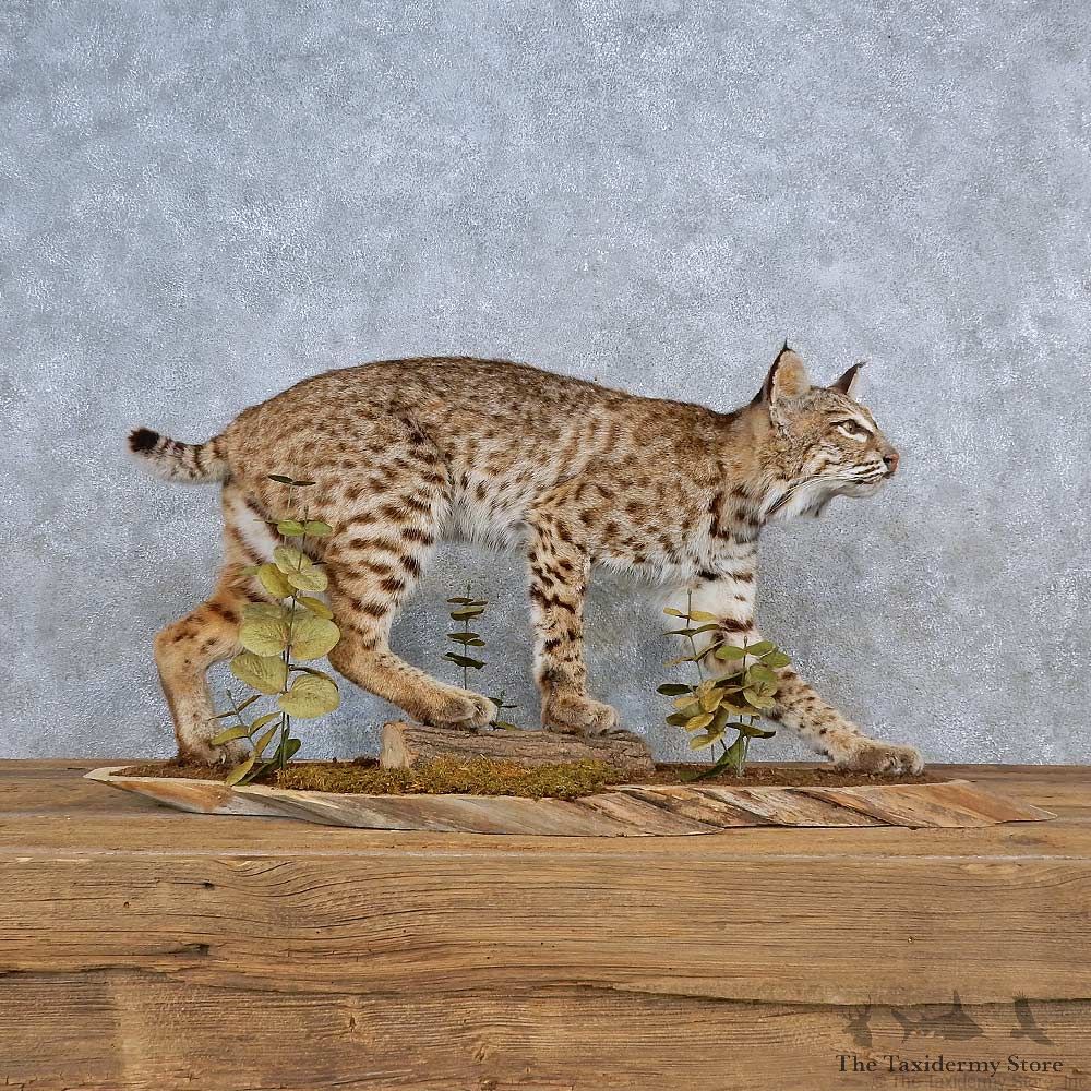Bobcat Life-Size Mount For Sale #15571 @ The Taxidermy Store