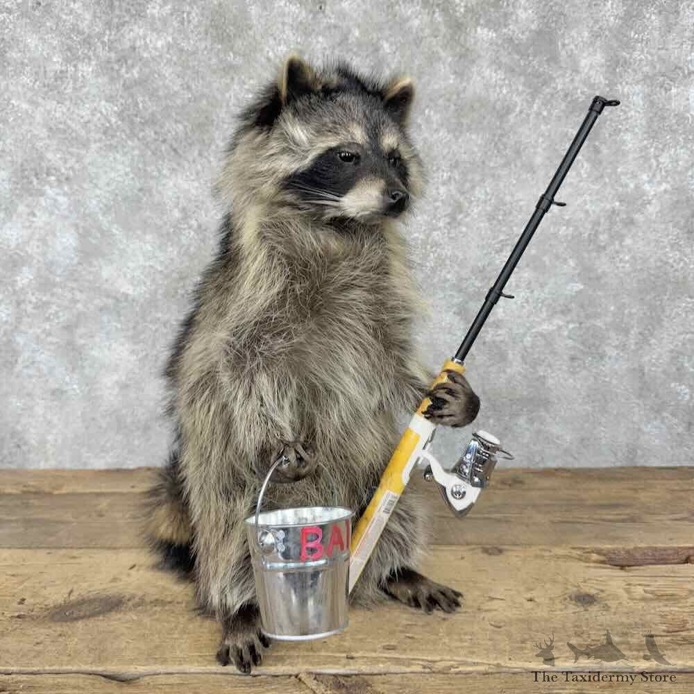 Fishing Raccoon Novelty Mount For Sale #30808 @ The Taxidermy Store