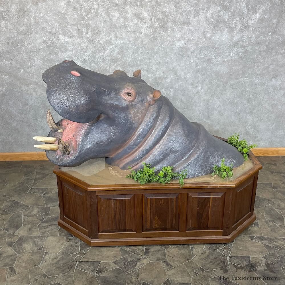 African Hippopotamus Shoulder Pedestal Mount For Sale #28329 @ The Taxidermy Store