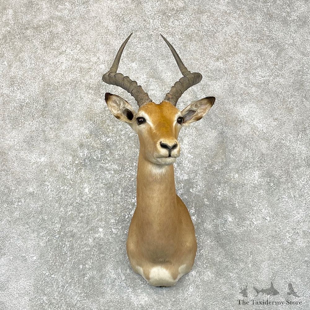 African Impala Shoulder Taxidermy Mount #24947 For Sale @ The Taxidermy Store