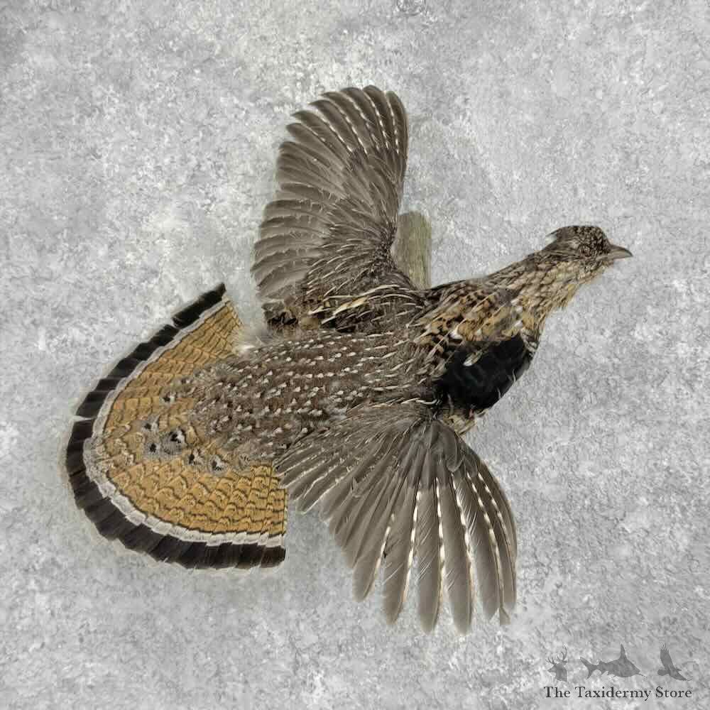 Ruffed Grouse Bird Mount For Sale #32375 @ The Taxidermy Store