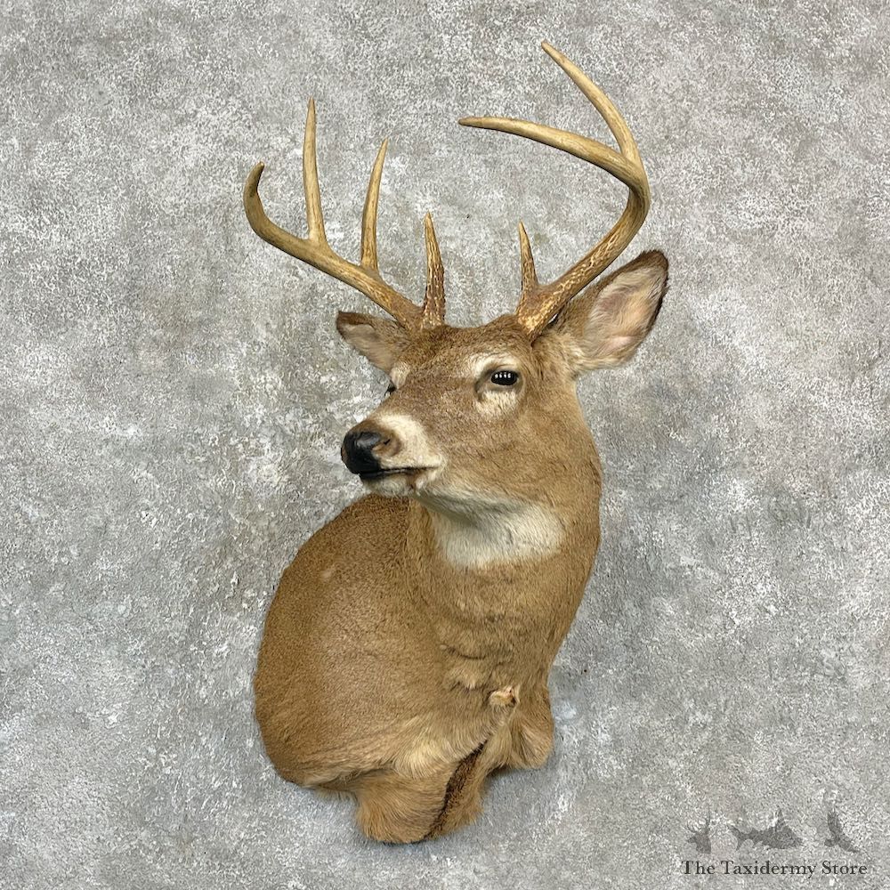 Whitetail Deer Shoulder Mount For Sale #27149 @ The Taxidermy Store