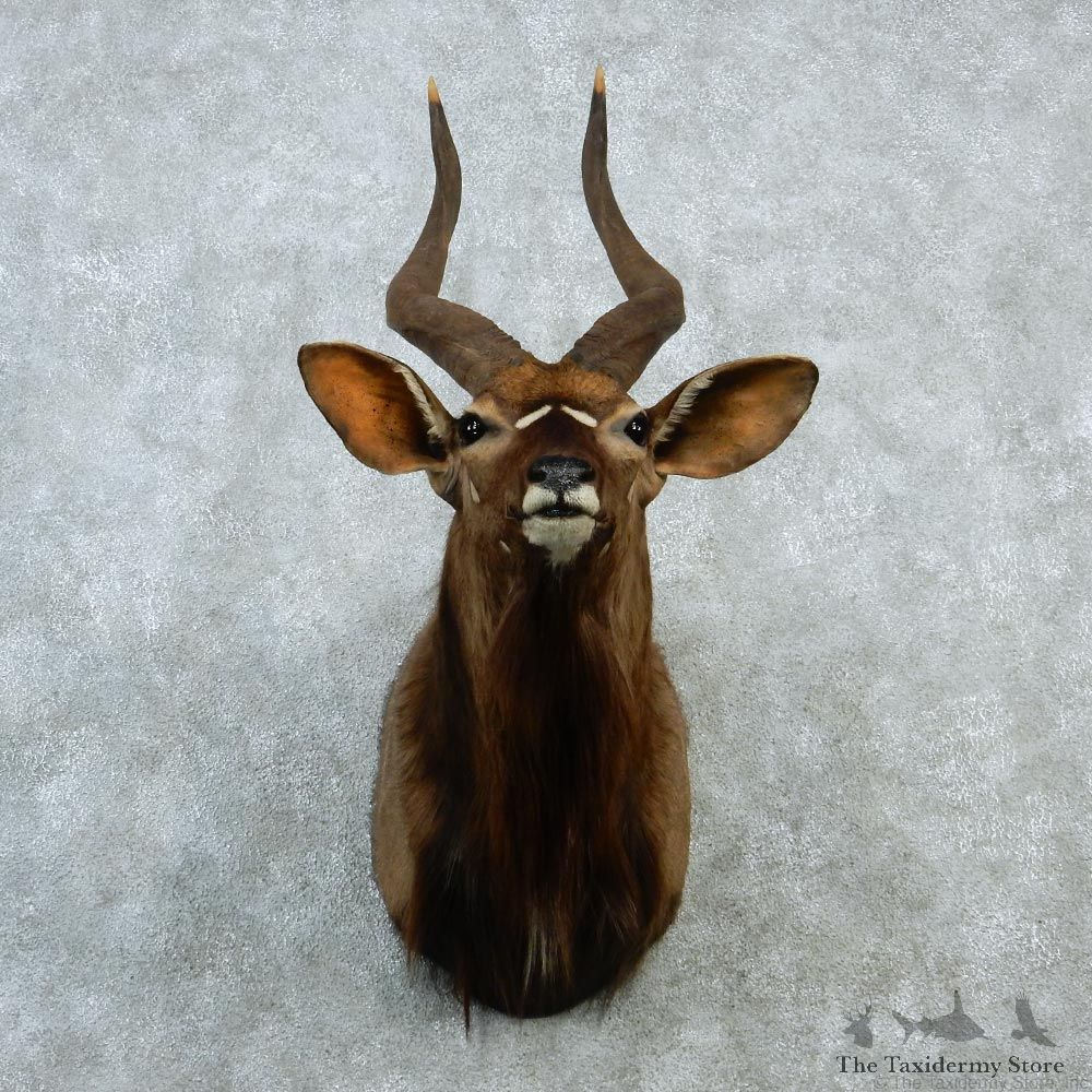 African Nyala Taxidermy Shoulder Mount #12922 For Sale @ The Taxidermy Store