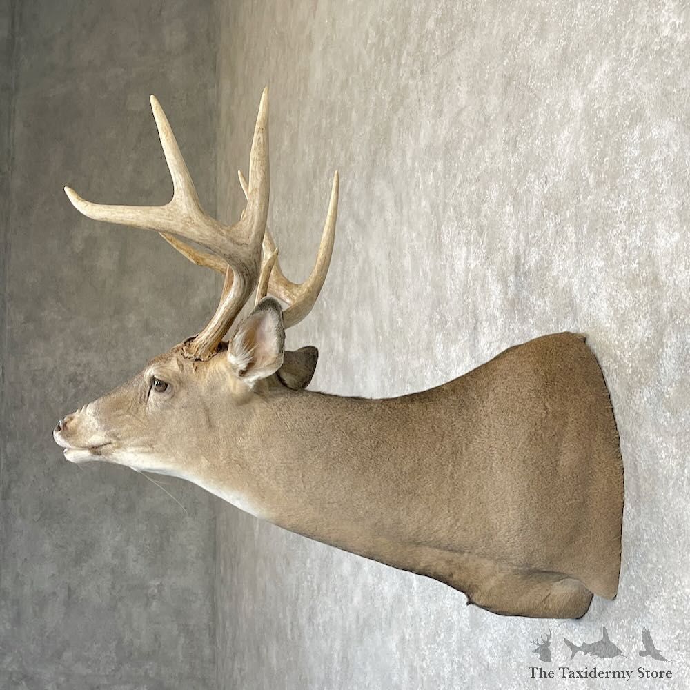 Whitetail Deer Shoulder Mount For Sale #28180 @ The Taxidermy Store