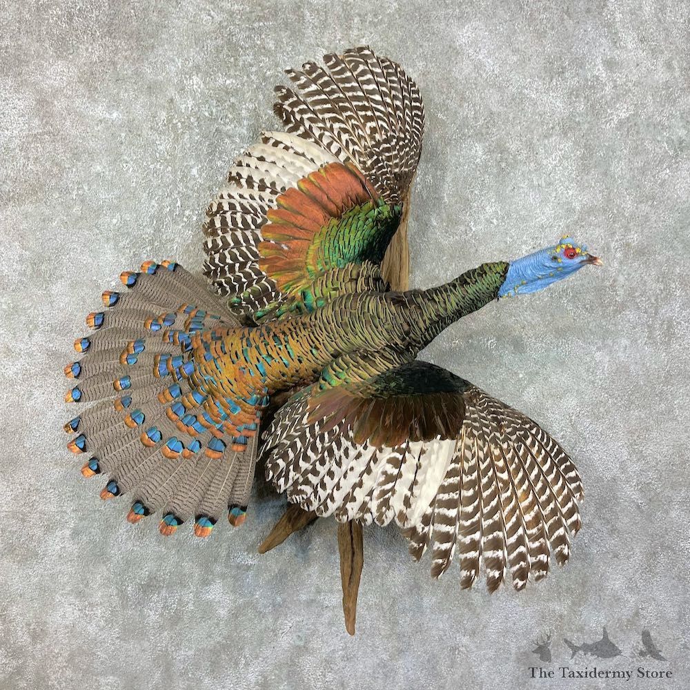 Ocellated Turkey Bird Mount For Sale #25869 @ The Taxidermy Store