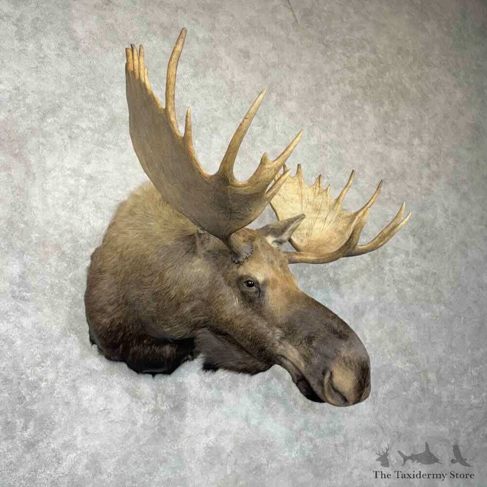 Canadian Moose Shoulder Mount For Sale #30366 @ The Taxidermy Store