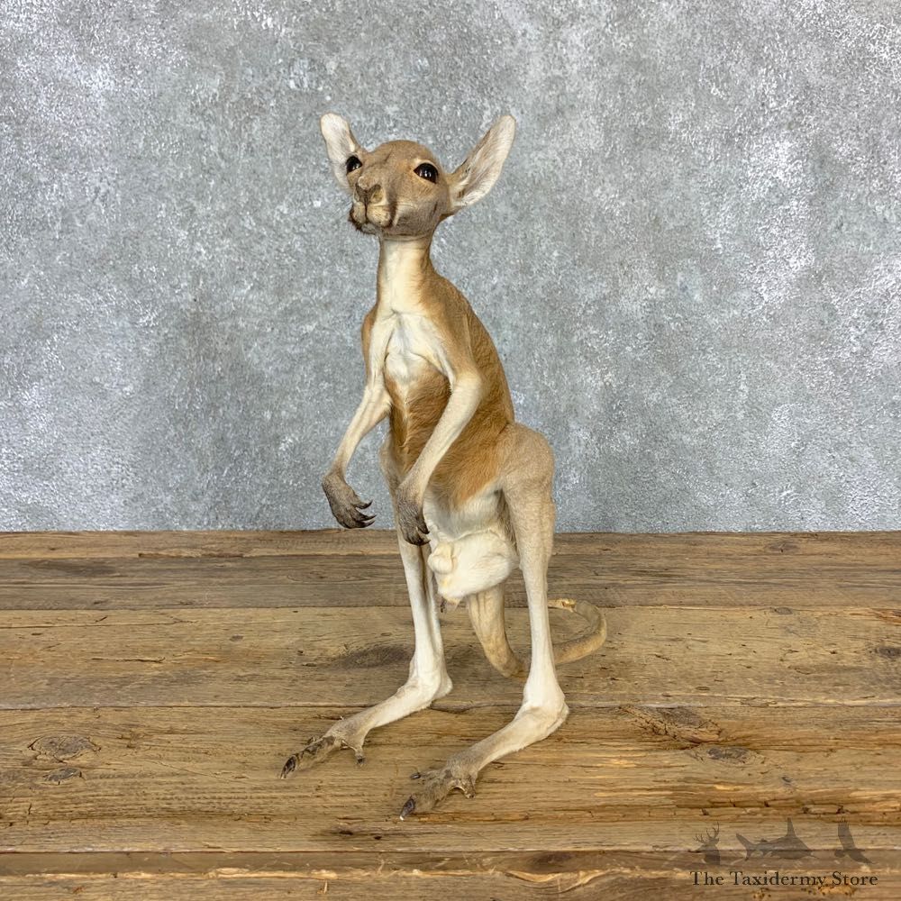 Macabre Joey Kangaroo Taxidermy Mount For Sale #23174 @ The Taxidermy Store