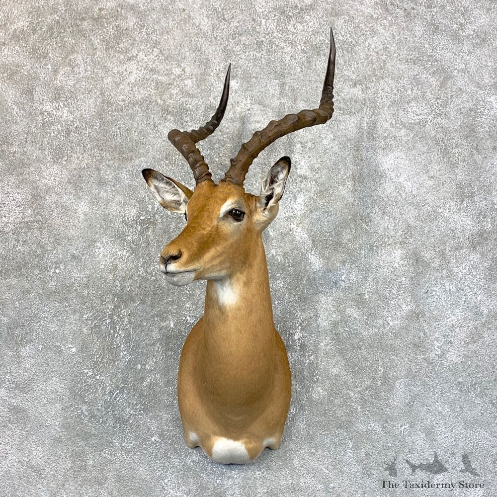 South African Impala Shoulder Mount For Sale #23878 @ The Taxidermy Store