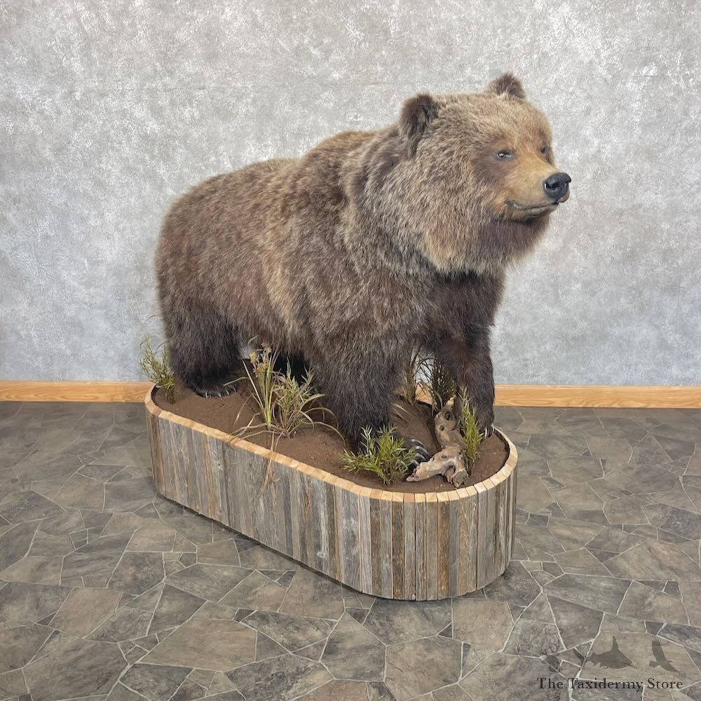 Grizzly Bear Life-Size Mount For Sale #27667 @ The Taxidermy Store