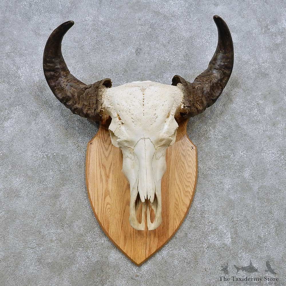 Water Buffalo Skull European Mount For Sale #14530 @ The Taxidermy Store