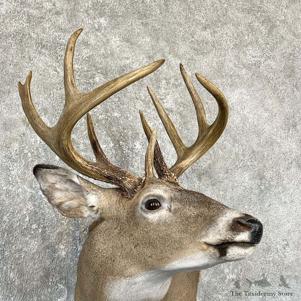 Whitetail Deer Shoulder Mount For Sale #26317 @ The Taxidermy Store