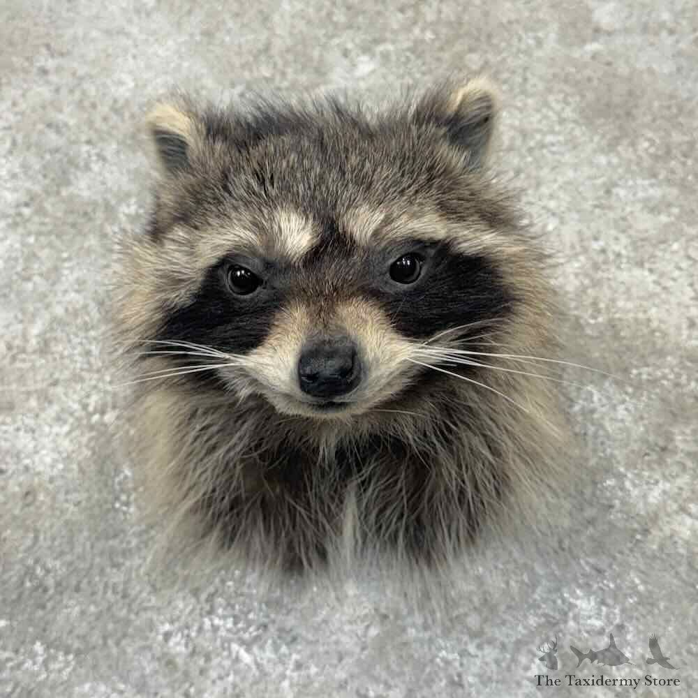 Raccoon Shoulder Mount For Sale #32119 @ The Taxidermy Store