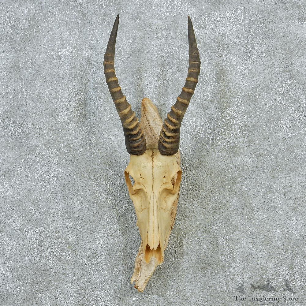 African Blesbok Skull & Horns Taxidermy Mount #12881 For Sale @ The Taxidermy Store