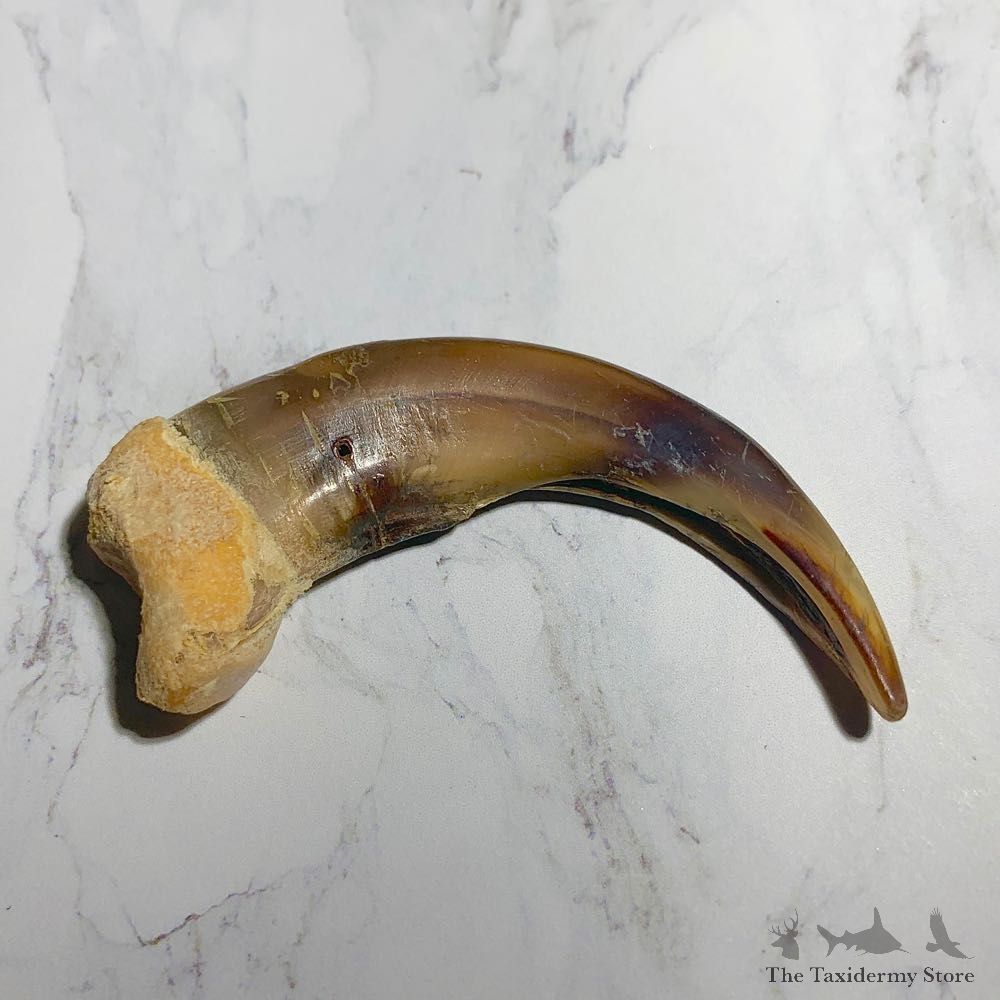 Grizzly Bear Claw For Sale #23779 - The Taxidermy Store