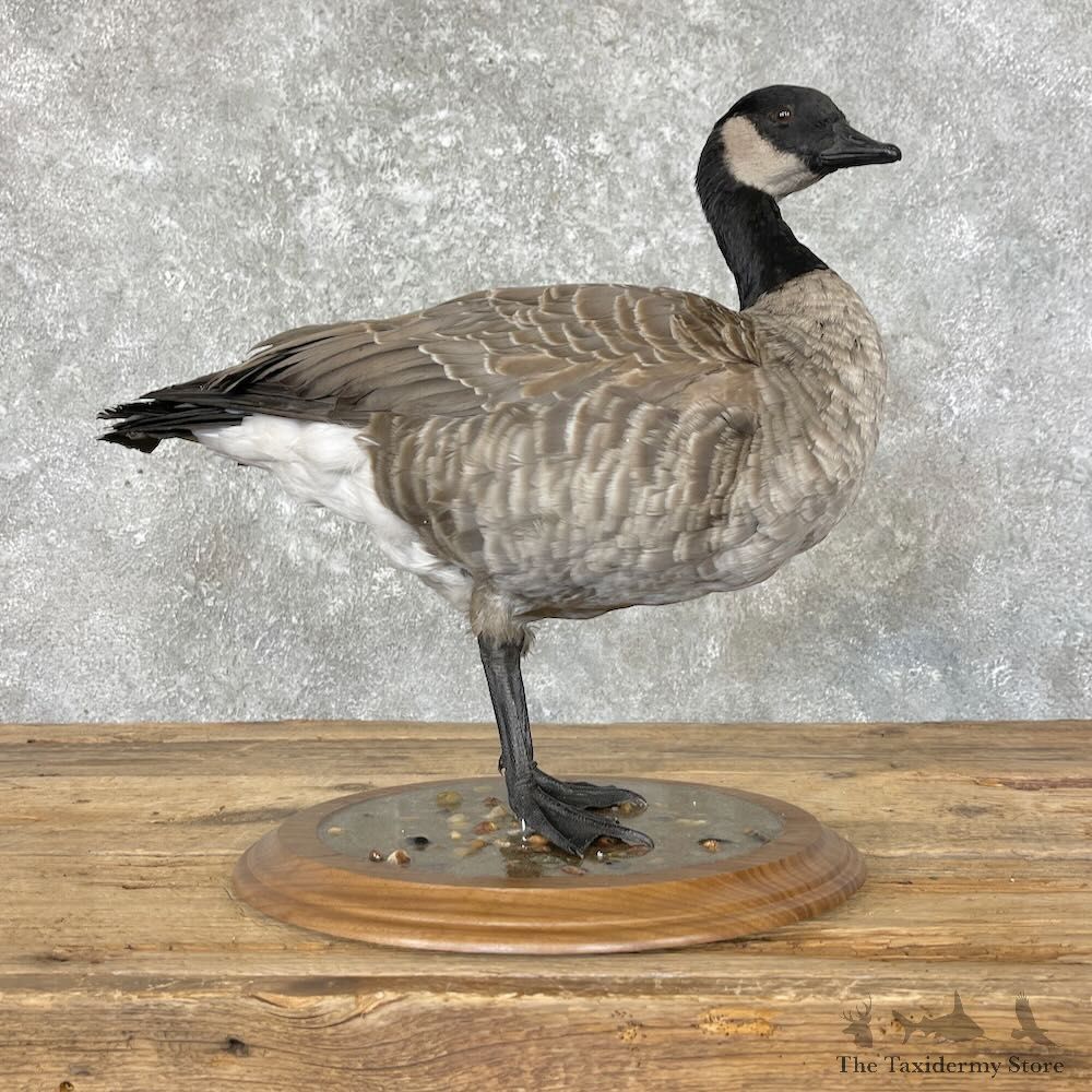 Cackling (Richardson's) Goose Bird Mount For Sale #27594 @ The Taxidermy Store