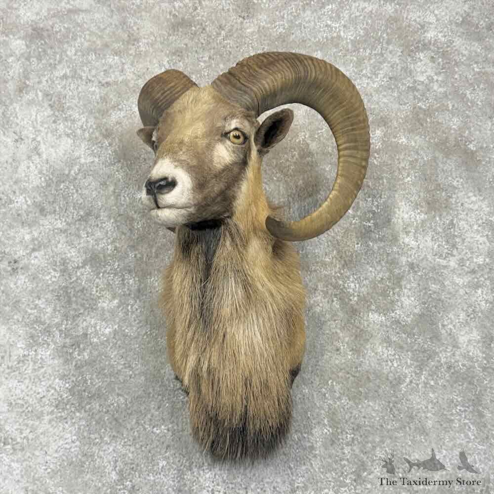 Mouflon Ram Shoulder Mount For Sale #31753 @ The Taxidermy Store