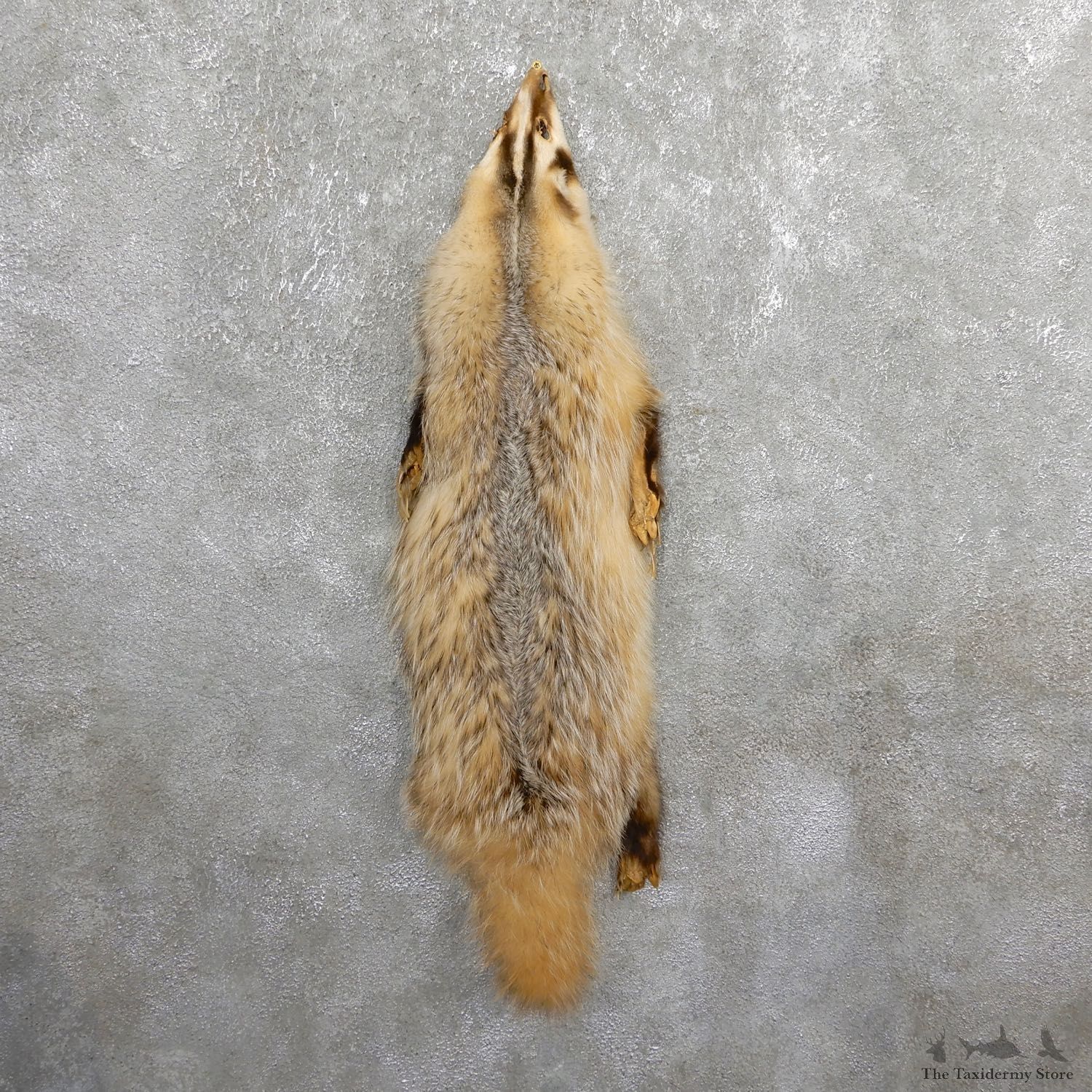 American Badger Tanned Hide For Sale #19671 @ The Taxidermy Store