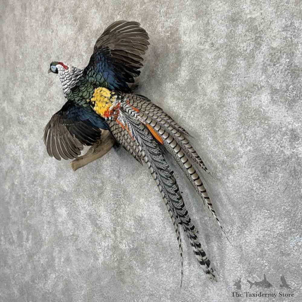 Lady Amherst Pheasant Bird Mount For Sale #32020 @ The Taxidermy Store