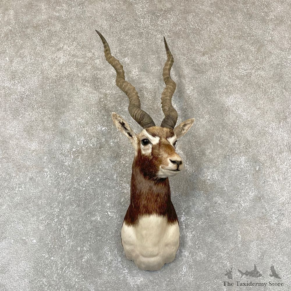 India Blackbuck Shoulder Mount For Sale #24372 @ The Taxidermy Store