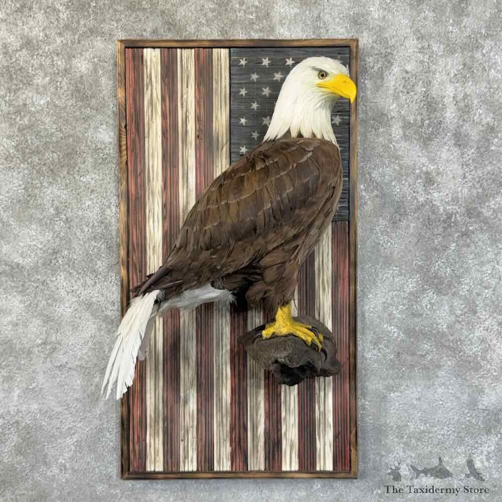 Reproduction Bald Eagle Bird Mount For Sale #31479 @ The Taxidermy Store