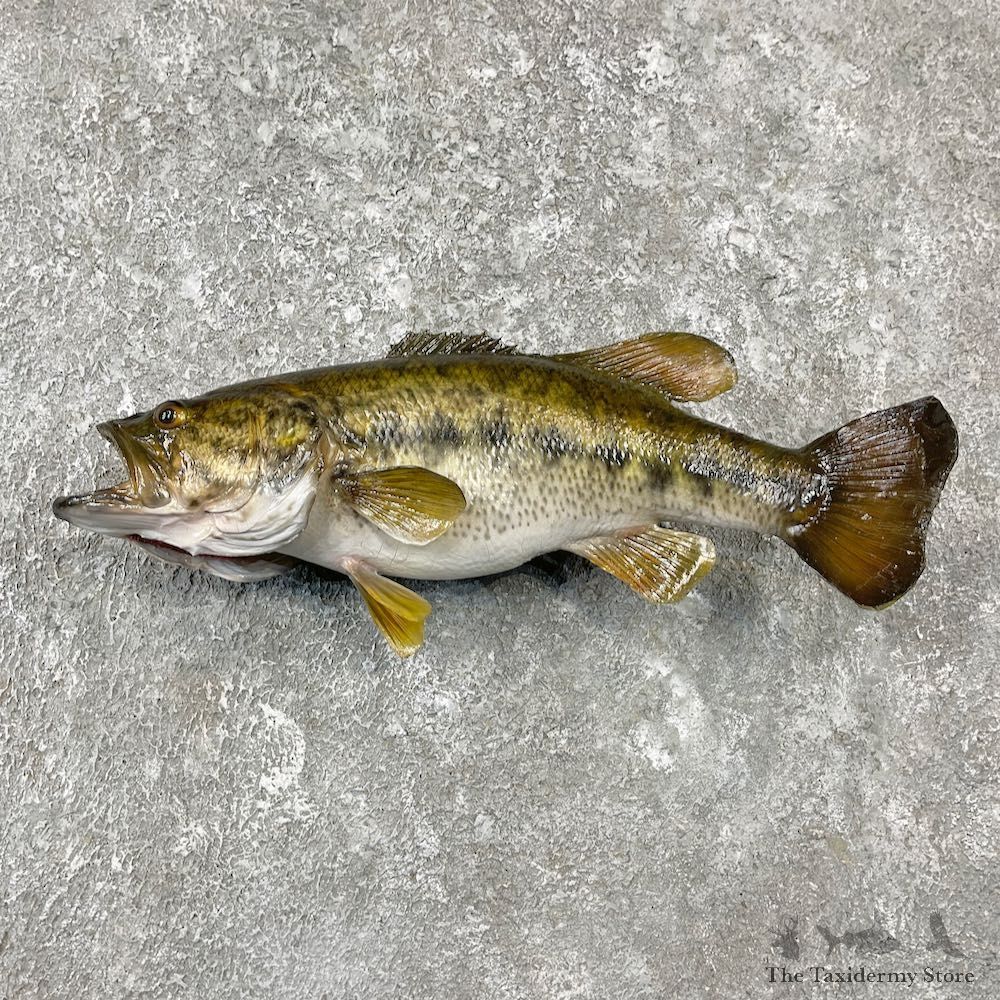 Largemouth Bass Fish Mount For Sale #26139 @ The Taxidermy Store