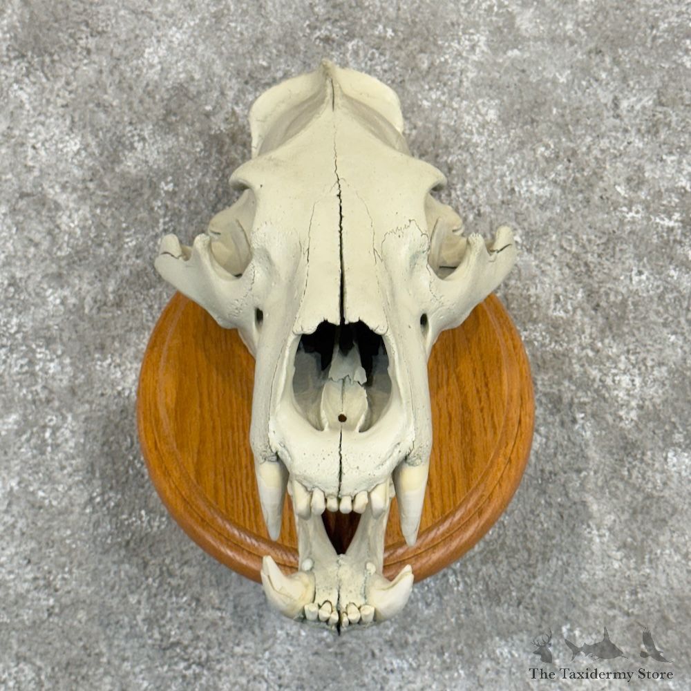 Polar Bear Full Skull Mount For Sale #30236 @ The Taxidermy Store