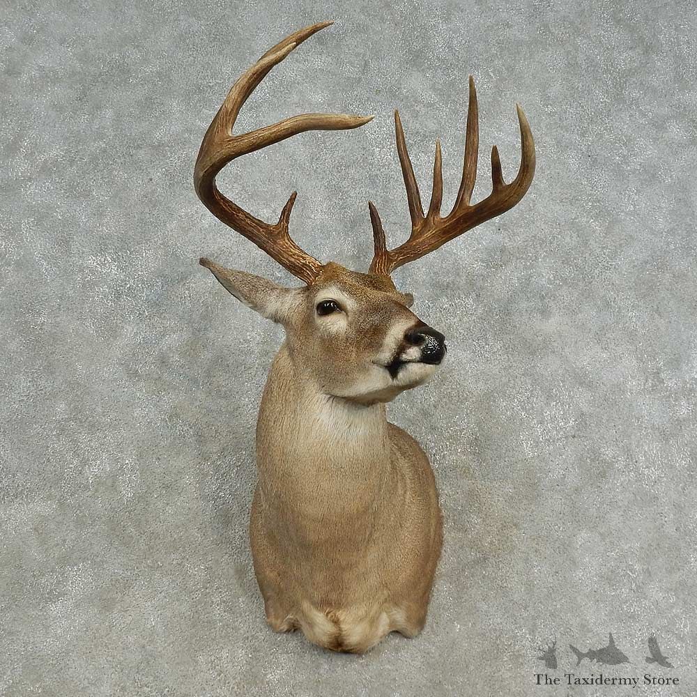 Whitetail Deer Shoulder Mount For Sale #16663 @ The Taxidermy Store