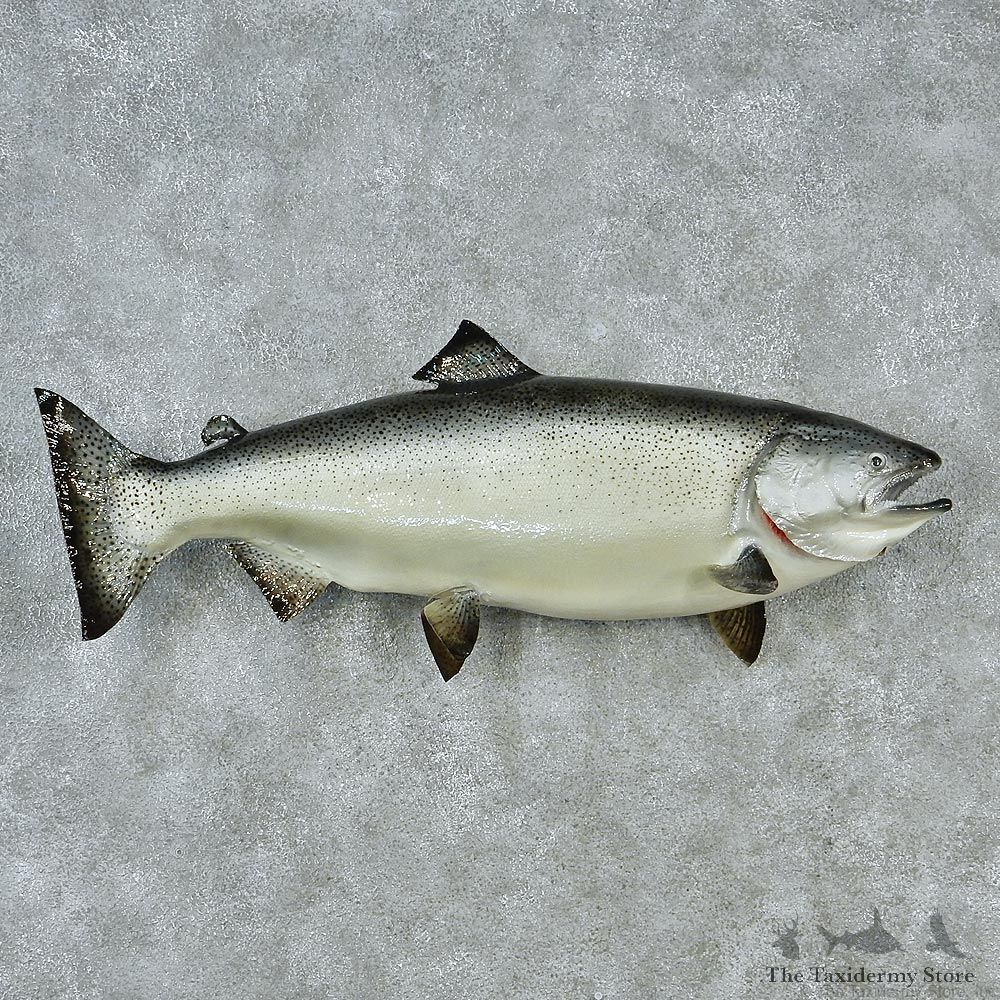 Chinook Taxidermy Fish Mount M1 #12831 For Sale @ The Taxidermy Store