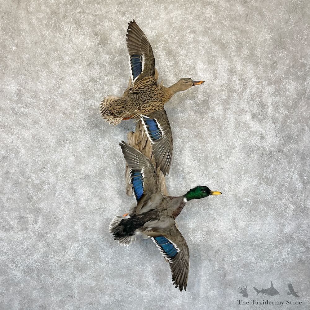 Mallard Drake and Hen Duck Mount For Sale #28191 - The Taxidermy Store