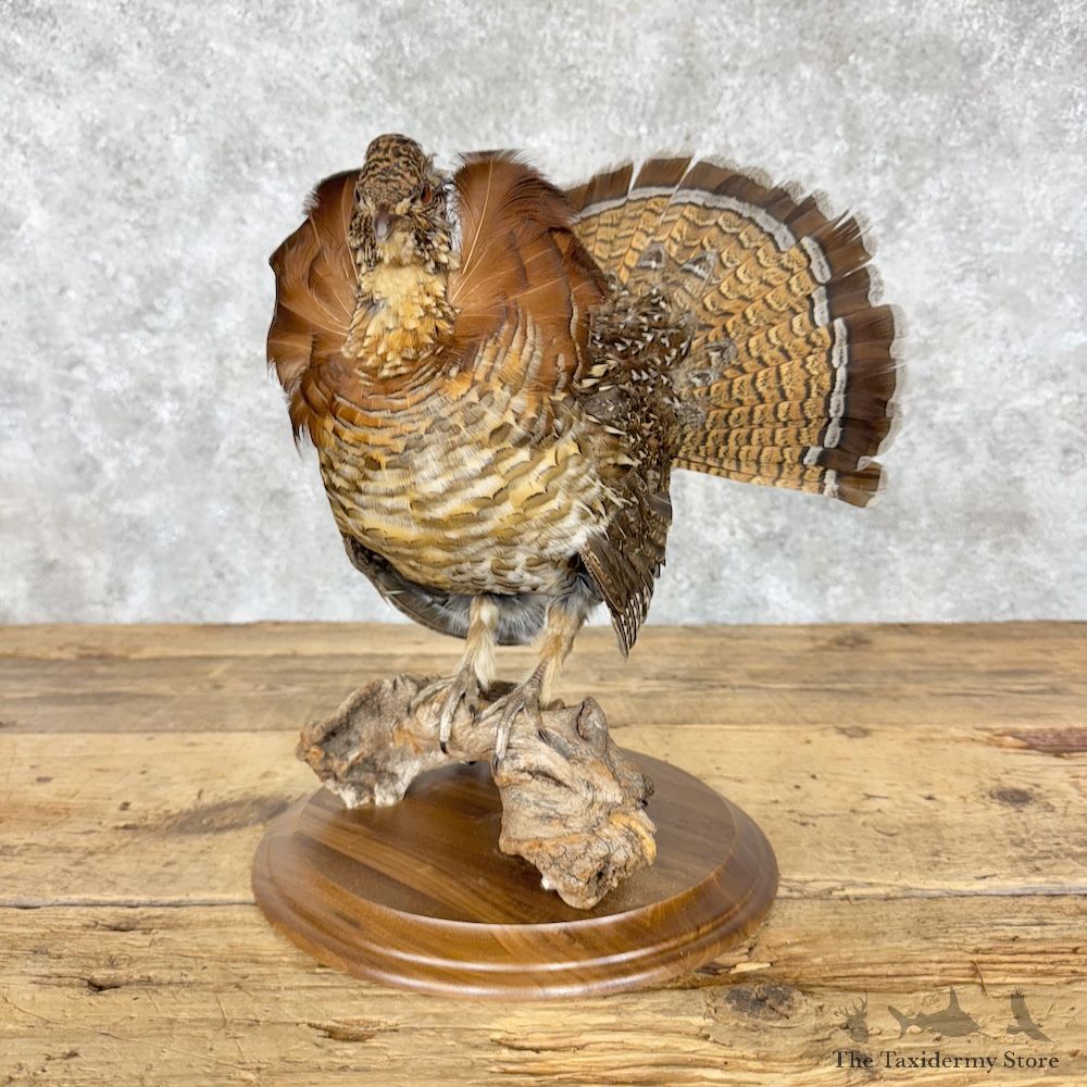 Ruffed Grouse Bird Mount For Sale #30181 @ The Taxidermy Store