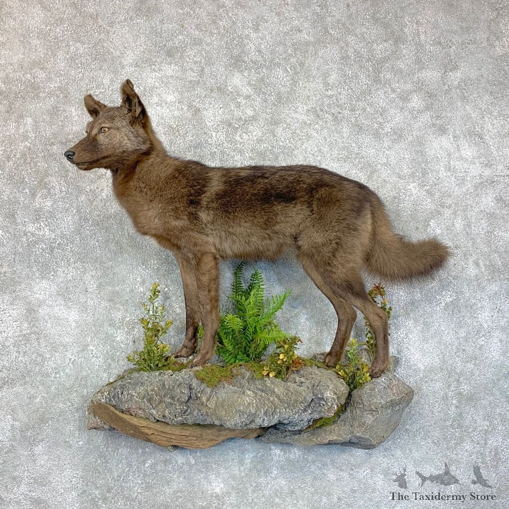 Black Coyote Life-Size Mount #23599 For Sale @ The Taxidermy Store