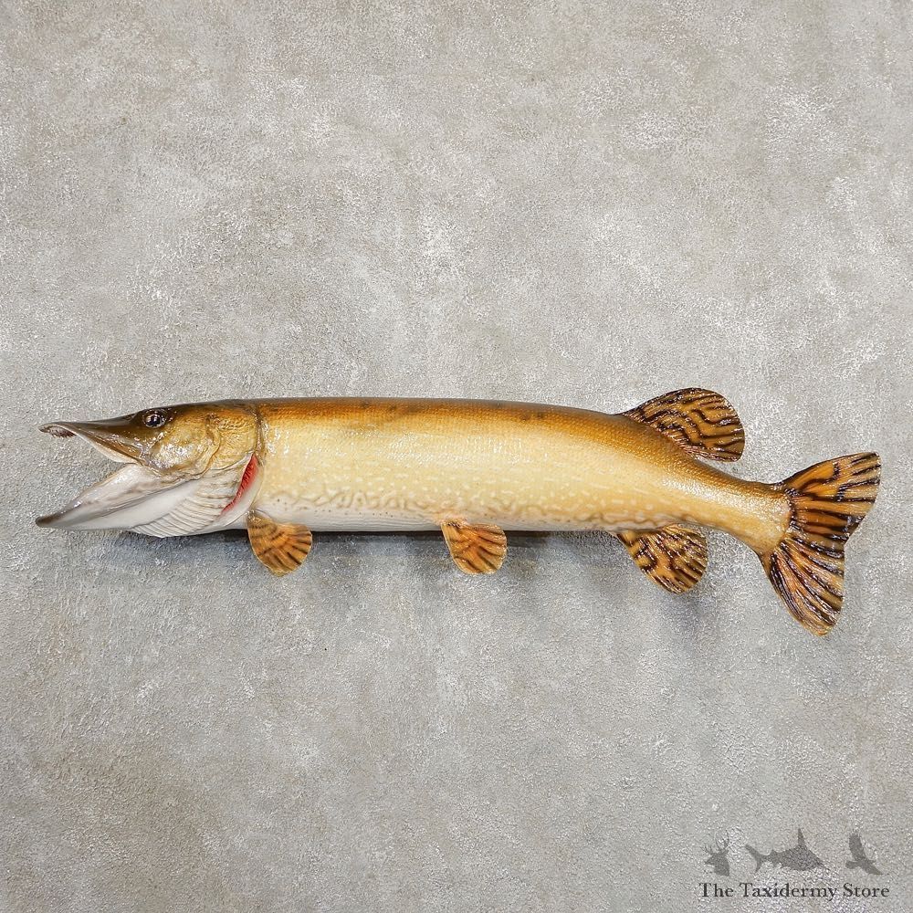 Northern Pike Fish Taxidermy Mount For Sale #20894 @ The Taxidermy Store