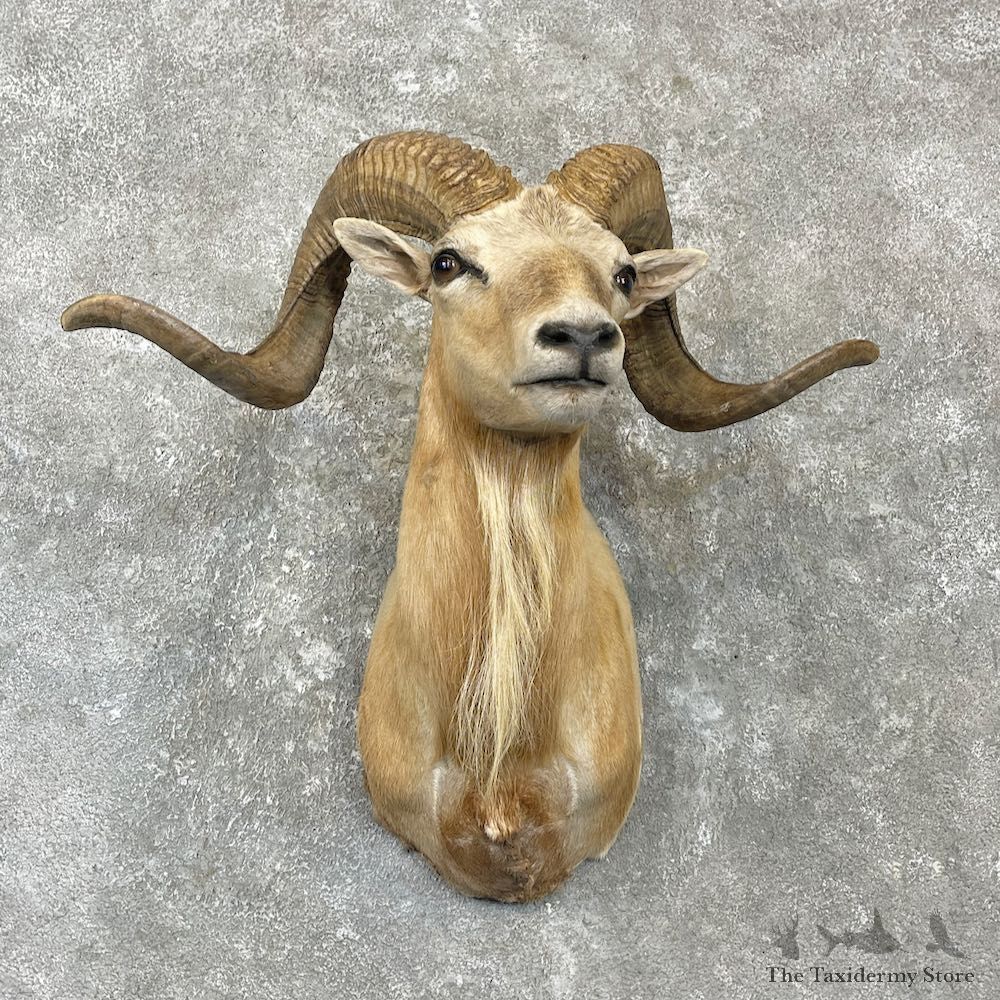 Corsican Ram Shoulder Mount For Sale #27145 - The Taxidermy Store