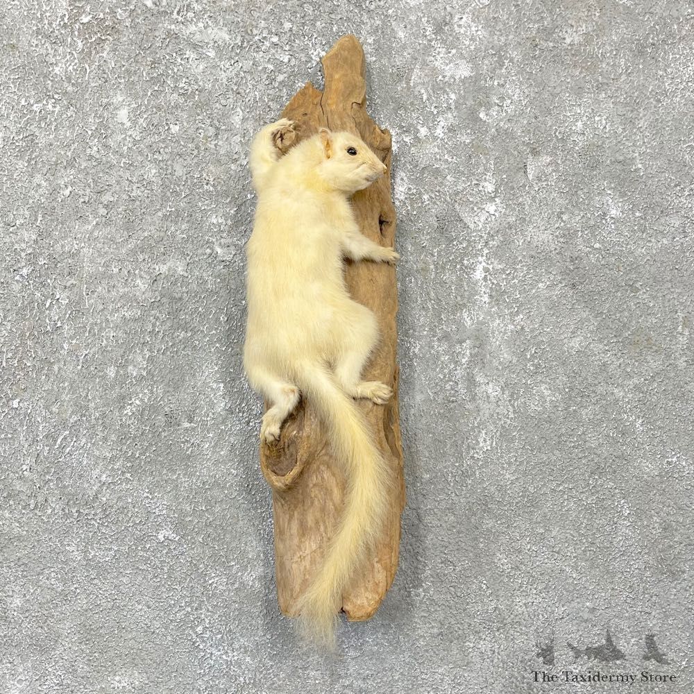 White Squirrel Mount For Sale #24924 @ The Taxidermy Store