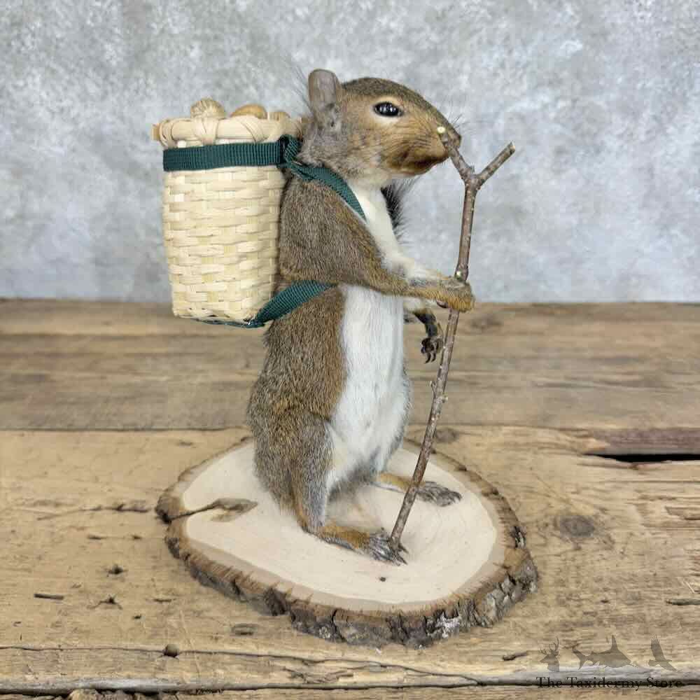 Hiking Grey Squirrel Novelty Mount For Sale #30595 @ The Taxidermy Store