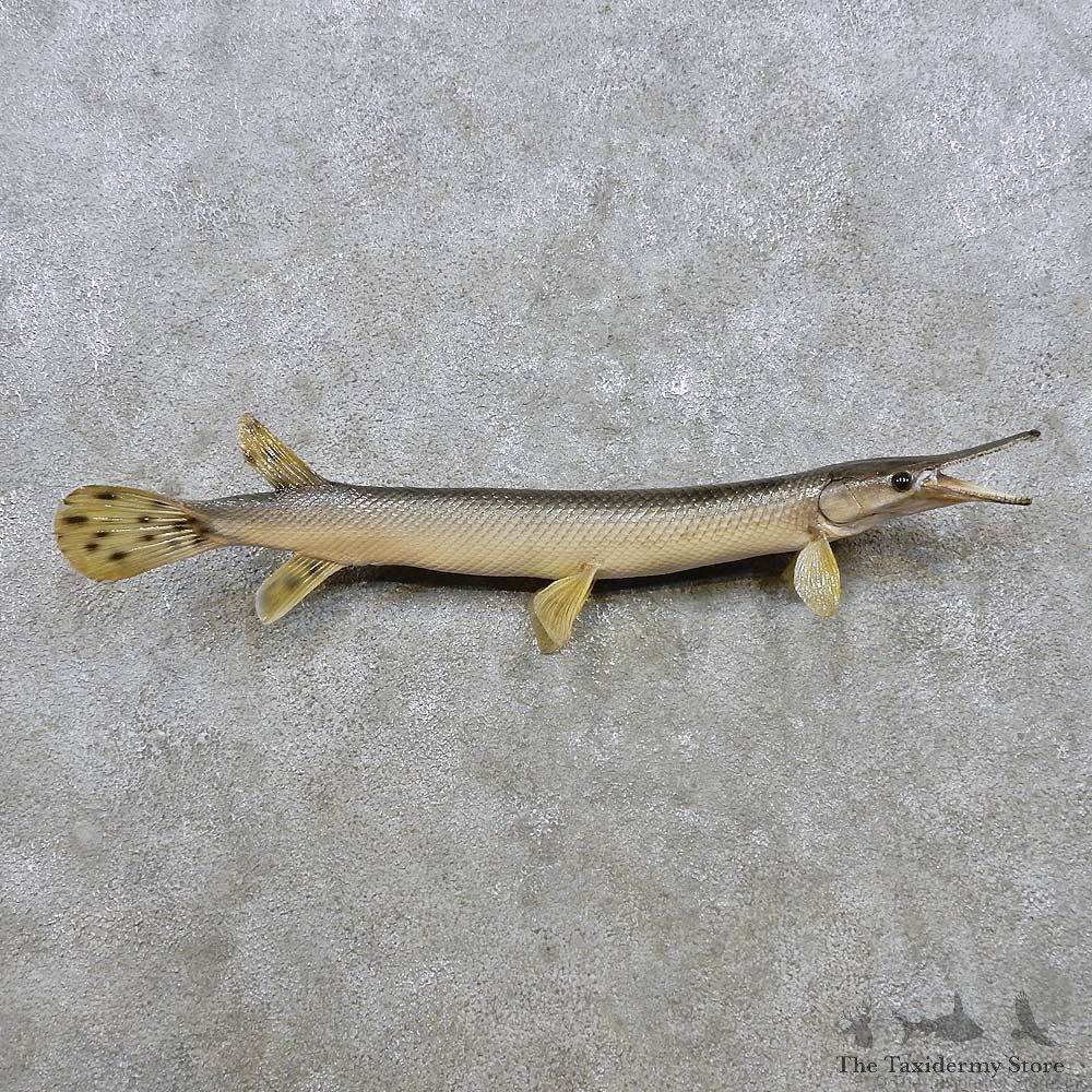 Garfish Fish Mount For Sale #14307 @ The Taxidermy Store