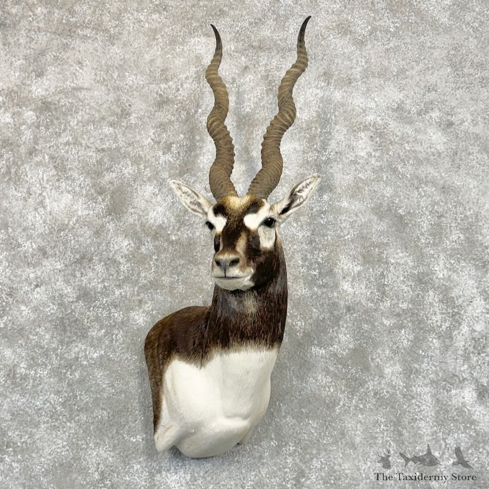 India Blackbuck Shoulder Mount For Sale #29037 @ The Taxidermy Store