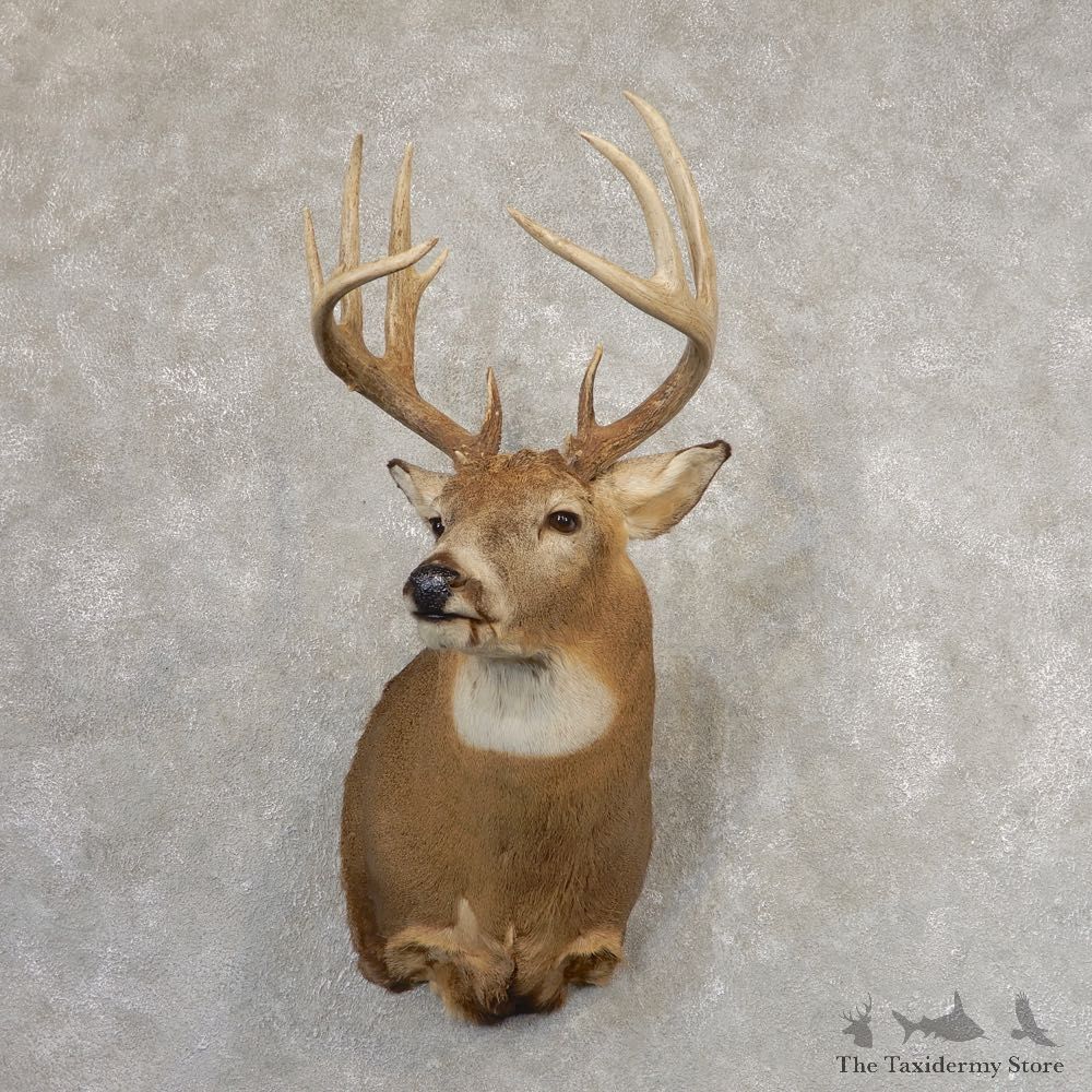 Whitetail Deer Shoulder Mount For Sale #21316 @ The Taxidermy Store