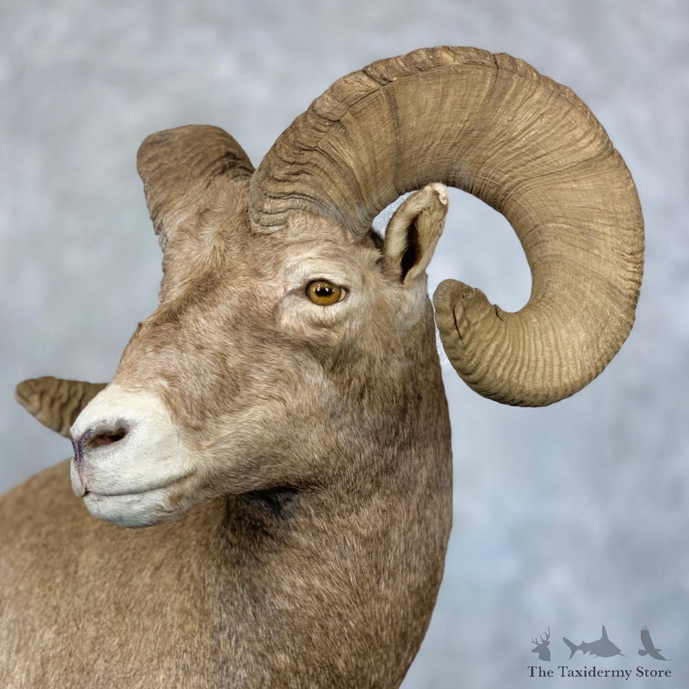Wyoming Bighorn Sheep Life-Size Taxidermy Mount #23656 For Sale - The Taxidermy Store