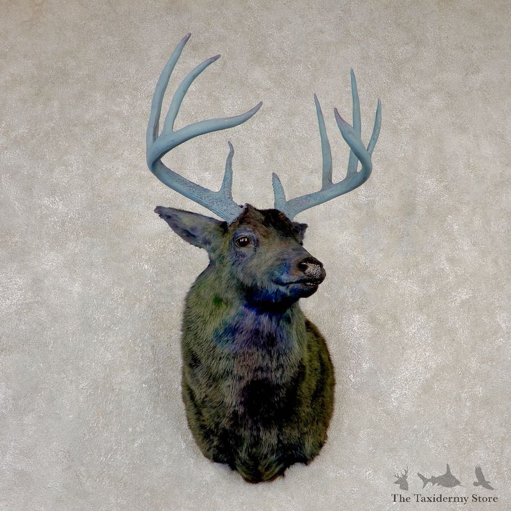 Legendermy Obsidian Whitetail Deer Shoulder Mount For Sale #20517 @ The Taxidermy Store