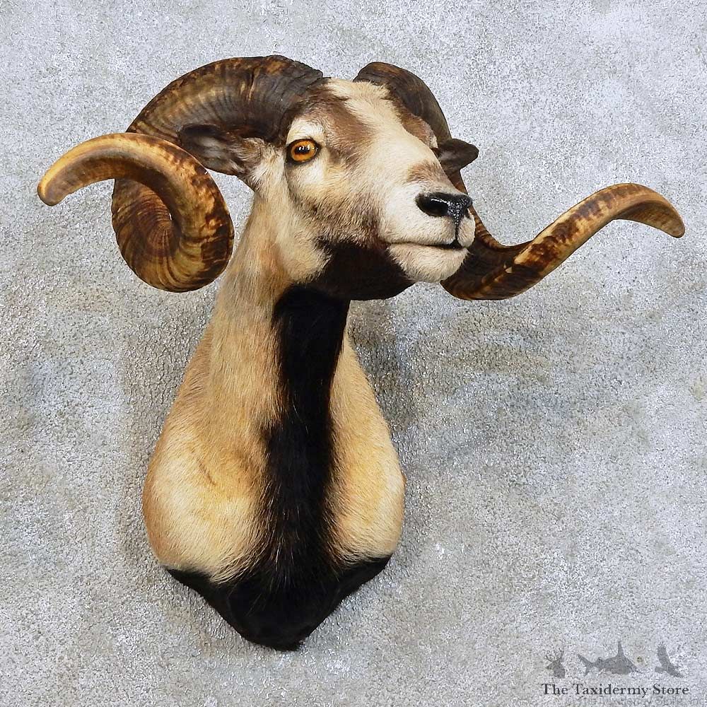 Corsican Ram Shoulder Mount For Sale #15911 @ The Taxidermy Store