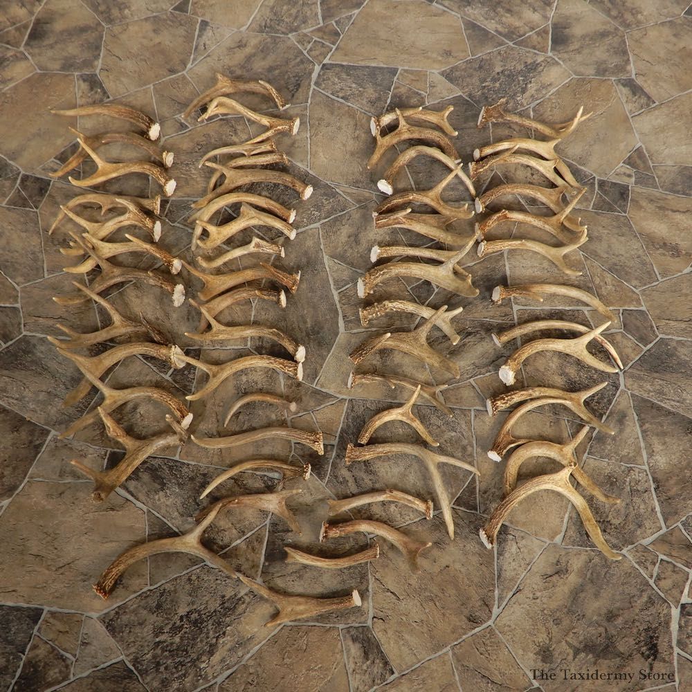 Whitetail Deer Antler Craft Pack For Sale #21337 @ The Taxidermy Store