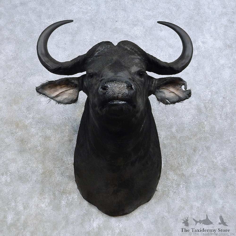 Cape Buffalo Shoulder Mount For Sale #14595 @ The Taxidermy Store